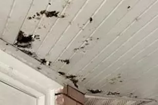 2552 Palm Shores Dr, Shalimar, FL 32579 - Photo 23