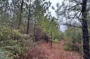 Tract#6418 Mattox Springs Rd, Caryville, FL 32427 - Photo 1