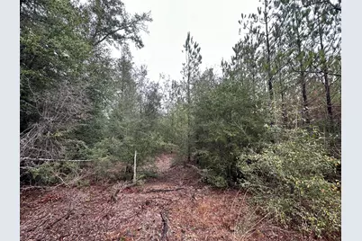 Tract#6418 Mattox Springs Road, Caryville, FL 32427 - Photo 5