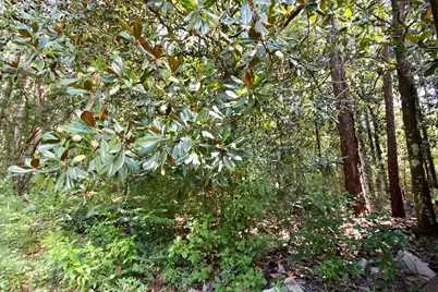 97 Walnut Avenue, Defuniak Springs, FL 32435 - Photo 47