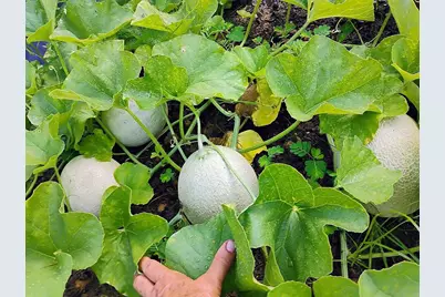 650 Satellite Road, Graceville, FL 32440 - Photo 5