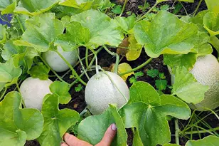 650 Satellite Rd, Graceville, FL 32440 - Photo 5