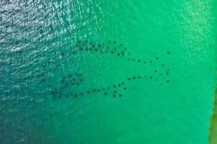 79 Beach View Dr, Inlet Beach, FL 32461 - Photo 39