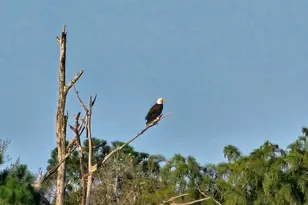 2760 Dove Haven Ln, Navarre, FL 32566 - Photo 51