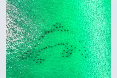 275 Payne Street, Miramar Beach, FL 32550 - Photo 59