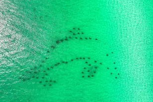 275 Payne St, Miramar Beach, FL 32550 - Photo 59