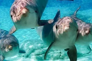 308 W Sandestin Blvd W, Miramar Beach, FL 32550 - Photo 33