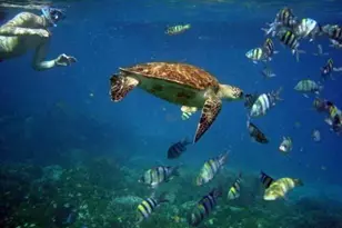 308 W Sandestin Blvd W, Miramar Beach, FL 32550 - Photo 35