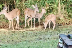 5406 Steele Rd, Baker, FL 32531 - Photo 41