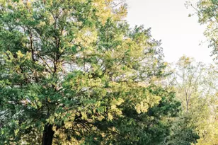 23186 Dewight Stone Ave, Florala, AL 36442 - Photo 5