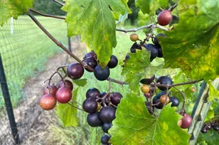 3754 Annie Rd, Marianna, FL 32446 - Photo 37