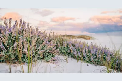 Lot 10 W Lupin Beach Drive W, Inlet Beach, FL 32461 - Photo 13