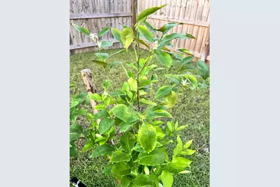 3041 Crown Creek Circle, Crestview, FL 32539 - Photo 57