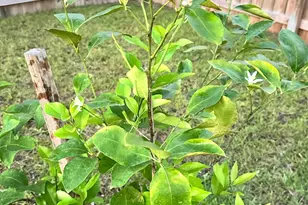 3041 Crown Creek Cir, Crestview, FL 32539 - Photo 57