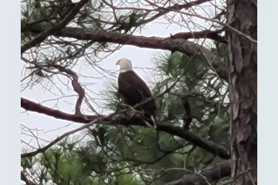 7 Virgo Street, Santa Rosa Beach, FL 32459 - Photo 3