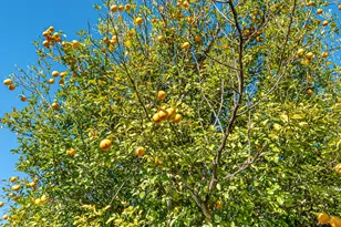 792 Pearl Sand Dr, Mary Esther, FL 32569 - Photo 35