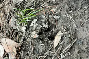 3878 River Rd, Vernon, FL 32462 - Photo 5