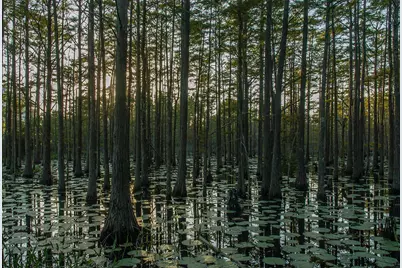 20 Cypress Walk, Santa Rosa Beach, FL 32459 - Photo 47