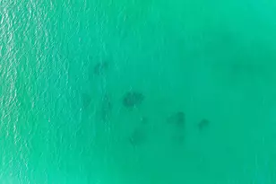 409 Coopersmith Lane, Inlet Beach, FL 32461 - Photo 93