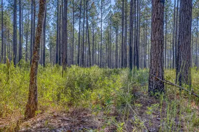 1650 Bear Bay Flats Rd Road, Laurel Hill, FL 32567 - Photo 19