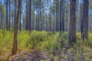 1650 Bear Bay Flats Rd Rd, Laurel Hill, FL 32567 - Photo 19