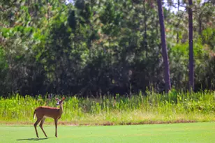 1105 Prospect Promenade, Panama City Beach, FL 32413 - Photo 31