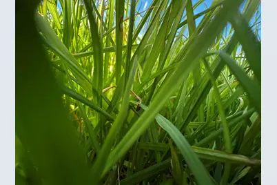 3.6 +/- Ac Charlie Day Road, Baker, FL 32531 - Photo 3