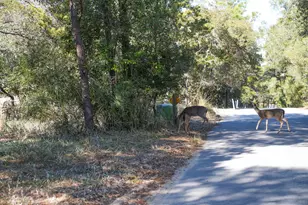 211 Missile Hill Rd, Santa Rosa Beach, FL 32459 - Photo 77