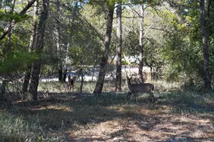 211 Missile Hill Rd, Santa Rosa Beach, FL 32459 - Photo 75