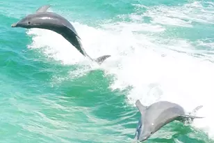 2714 Ola Broxson Rd, Navarre, FL 32566 - Photo 51