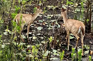 133 Cypress Passage, Santa Rosa Beach, FL 32459 - Photo 71