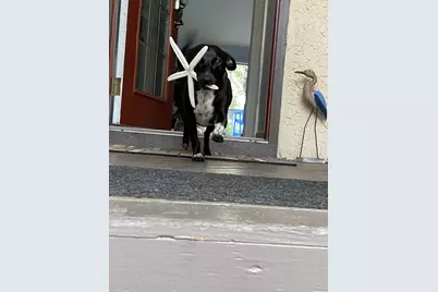 90 Marina Cove Drive, Niceville, FL 32578 - Photo 19