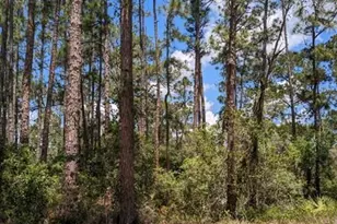 430 Apple Blossom Ave, Lake Placid, FL 33852 - Photo 3