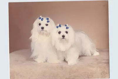 3015 N Ocean Blvd, Unit #9C, Fort Lauderdale, FL 33308 - Photo 17