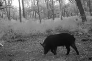 641 Sheppard Rd, Venus, FL 33960 - Photo 5