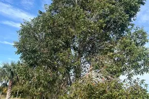 15148 NW 288th St, Okeechobee, FL 34972 - Photo 37