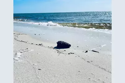 427  Sea Grove, Port Saint Joe, FL 32456 - Photo 15