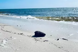 427 Sea Grove, Port Saint Joe, FL 32456 - Photo 15