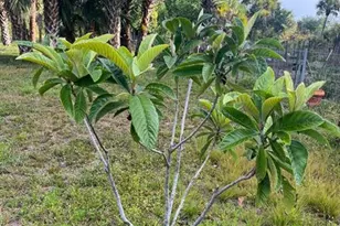 15148 NW 288th St, Okeechobee, FL 34972 - Photo 35