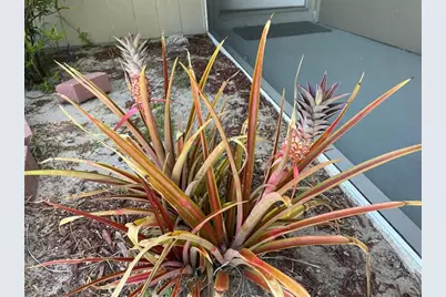 1150 SW Jumper St, Port Saint Lucie, FL 34983 - Photo 33