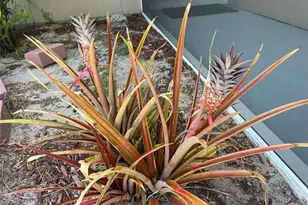 1150 SW Jumper St, Port Saint Lucie, FL 34983 - Photo 33