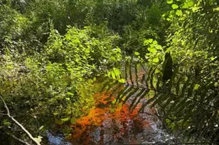 0 Anno St, Tampa, FL 33625 - Photo 13