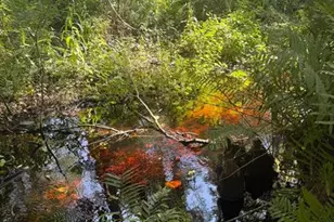 0 Anno St, Tampa, FL 33625 - Photo 19