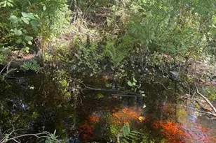 0 Anno St, Tampa, FL 33625 - Photo 11