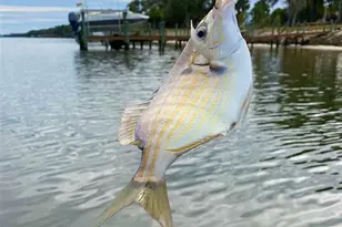 144 Cochise Ct, Palm Coast, FL 32137 - Photo 65