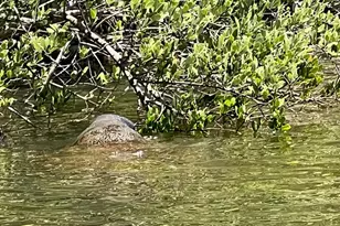 144 Cochise Ct, Palm Coast, FL 32137 - Photo 69