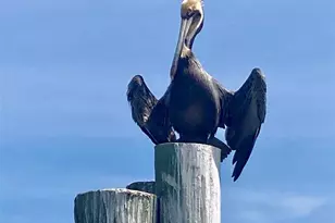 144 Cochise Ct, Palm Coast, FL 32137 - Photo 73