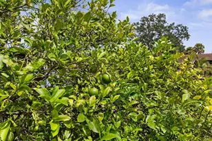 144 Cochise Ct, Palm Coast, FL 32137 - Photo 81