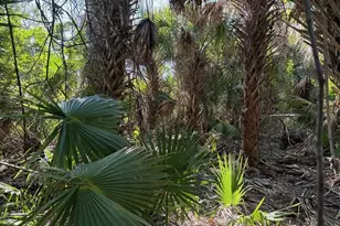 3223 SW Mockingbird Ave, Palm Bay, FL 32908 - Photo 3