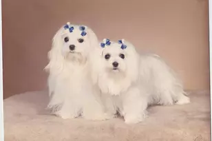 3015 N Ocean Blvd, Fort Lauderdale, FL 33308 - Photo 47